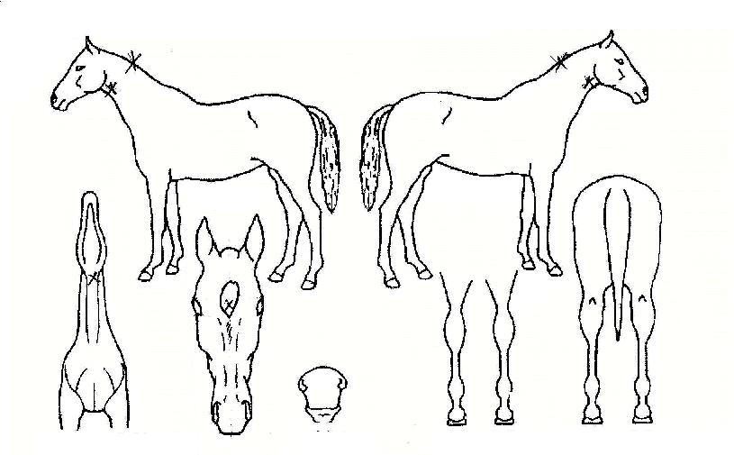 ½Åºñ¿ÕÀÚÀÇ Ãø¸é,¿ì¸é,µÞ¸é,µÎ»ó,´Ù¸®ÀÇ Æ¯Â¡µµÇØ