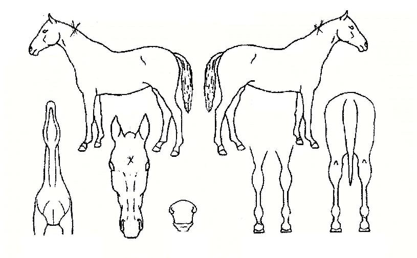 �ֻ����� ����,���,�޸�,�λ�,�ٸ��� Ư¡����