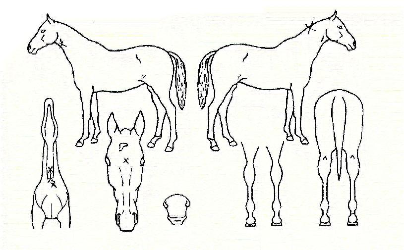 ������ ����,���,�޸�,�λ�,�ٸ��� Ư¡����