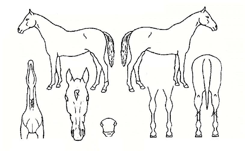 Å©¸²½¼¸®¿öµåÀÚ¸¶ÀÇ Ãø¸é,¿ì¸é,µÞ¸é,µÎ»ó,´Ù¸®ÀÇ Æ¯Â¡µµÇØ