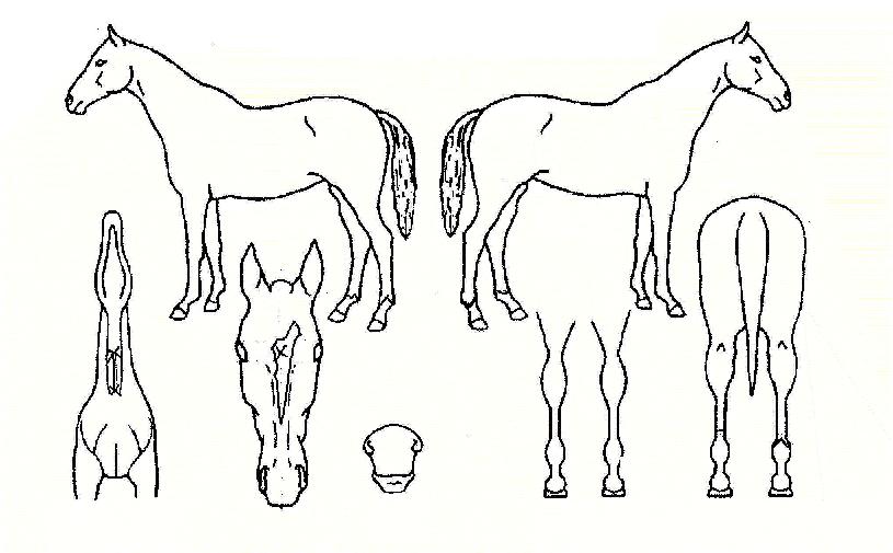 �������� ����,���,�޸�,�λ�,�ٸ��� Ư¡����