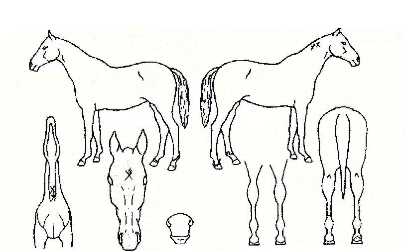 Ʈ��������� ����,���,�޸�,�λ�,�ٸ��� Ư¡����