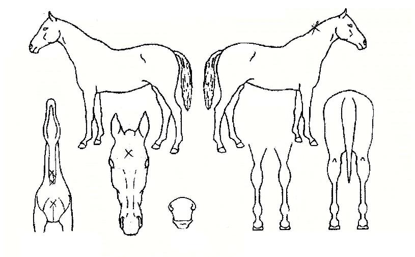 Á¤¹ß»êÀÇ Ãø¸é,¿ì¸é,µÞ¸é,µÎ»ó,´Ù¸®ÀÇ Æ¯Â¡µµÇØ