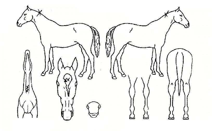 ûž�� ����,���,�޸�,�λ�,�ٸ��� Ư¡����