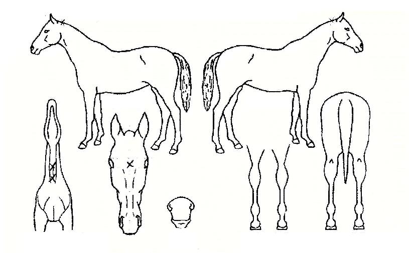 �ʷϰ����� ����,���,�޸�,�λ�,�ٸ��� Ư¡����