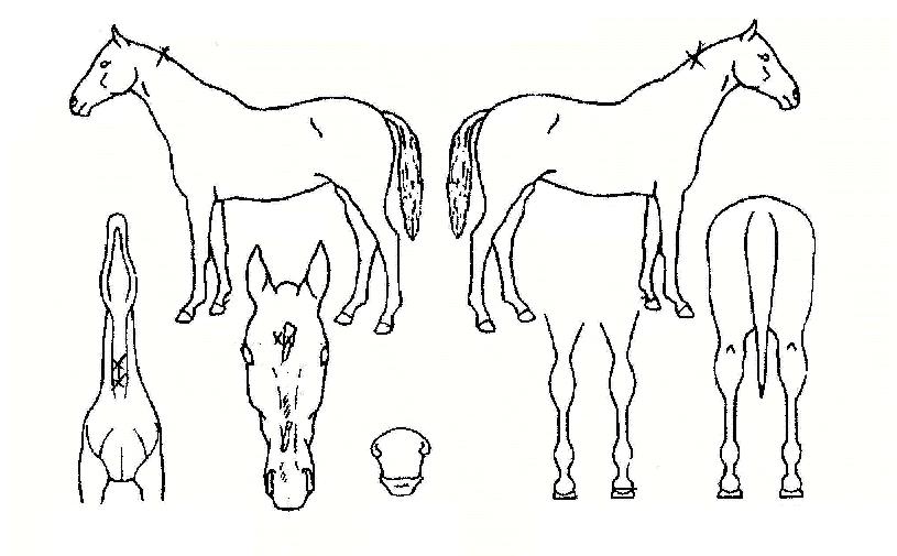 ���ð��� ����,���,�޸�,�λ�,�ٸ��� Ư¡����