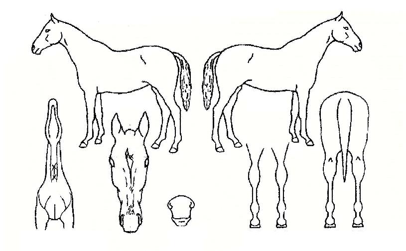 ¸íºÀÀç¼öÀÇ Ãø¸é,¿ì¸é,µÞ¸é,µÎ»ó,´Ù¸®ÀÇ Æ¯Â¡µµÇØ