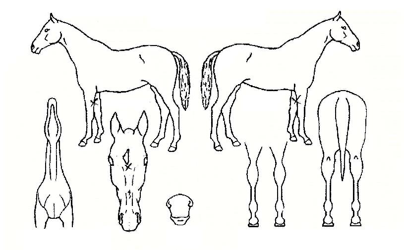 ��������Ʈ�ڸ��� ����,���,�޸�,�λ�,�ٸ��� Ư¡����