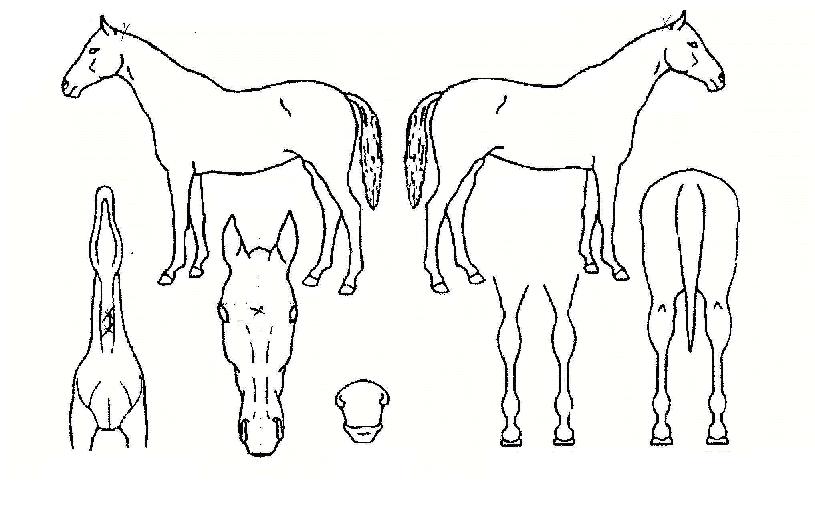 ¾Ö·Î¿ìÆÛÆåÆ®ÀÇ Ãø¸é,¿ì¸é,µÞ¸é,µÎ»ó,´Ù¸®ÀÇ Æ¯Â¡µµÇØ