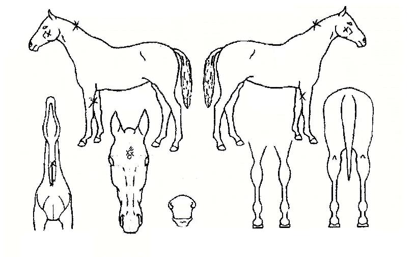 À§³Ê¾î°ÔÀÎÀÇ Ãø¸é,¿ì¸é,µÞ¸é,µÎ»ó,´Ù¸®ÀÇ Æ¯Â¡µµÇØ