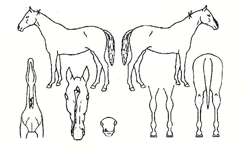 ��ó����ũ���� ����,���,�޸�,�λ�,�ٸ��� Ư¡����