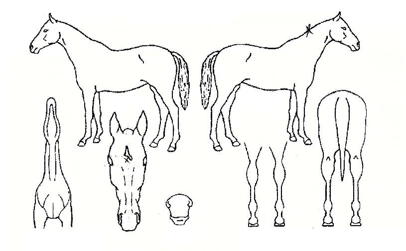 ½ºÆ®·Õ¹ÌÁîÀÇ Ãø¸é,¿ì¸é,µÞ¸é,µÎ»ó,´Ù¸®ÀÇ Æ¯Â¡µµÇØ