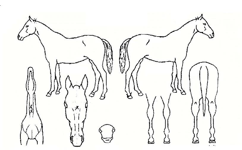 ¼±¿î»çÀÇ Ãø¸é,¿ì¸é,µÞ¸é,µÎ»ó,´Ù¸®ÀÇ Æ¯Â¡µµÇØ