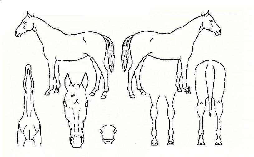 �������� ����,���,�޸�,�λ�,�ٸ��� Ư¡����