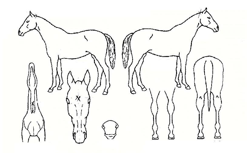 ž³ªÄ¡ÀÇ Ãø¸é,¿ì¸é,µÞ¸é,µÎ»ó,´Ù¸®ÀÇ Æ¯Â¡µµÇØ