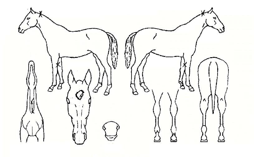 ����Ϻ��� ����,���,�޸�,�λ�,�ٸ��� Ư¡����