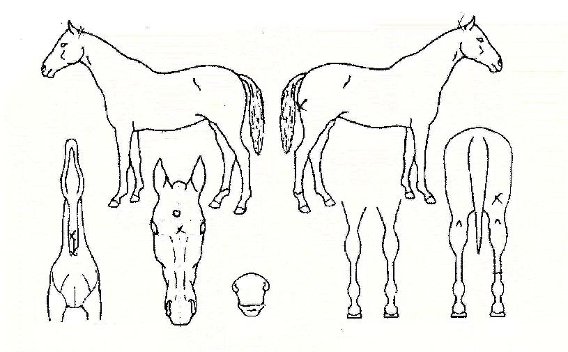 ¸ÅÁ÷Ä«µåÀÇ Ãø¸é,¿ì¸é,µÞ¸é,µÎ»ó,´Ù¸®ÀÇ Æ¯Â¡µµÇØ