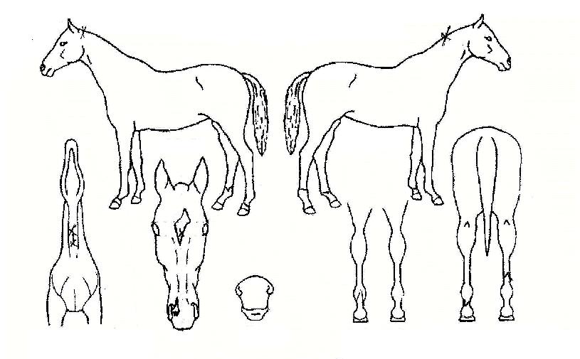 �뽳è���� ����,���,�޸�,�λ�,�ٸ��� Ư¡����