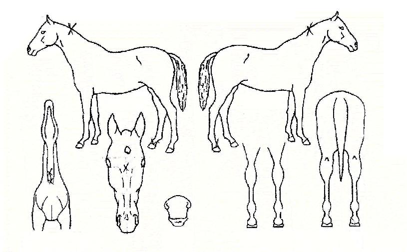 ¼¨µµÆÑ½ºÀÇ Ãø¸é,¿ì¸é,µÞ¸é,µÎ»ó,´Ù¸®ÀÇ Æ¯Â¡µµÇØ