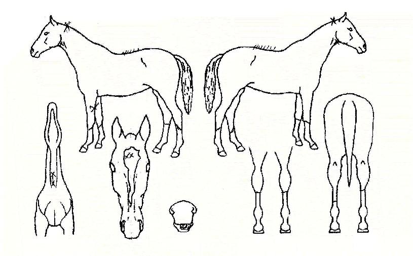 ��õ���� ����,���,�޸�,�λ�,�ٸ��� Ư¡����