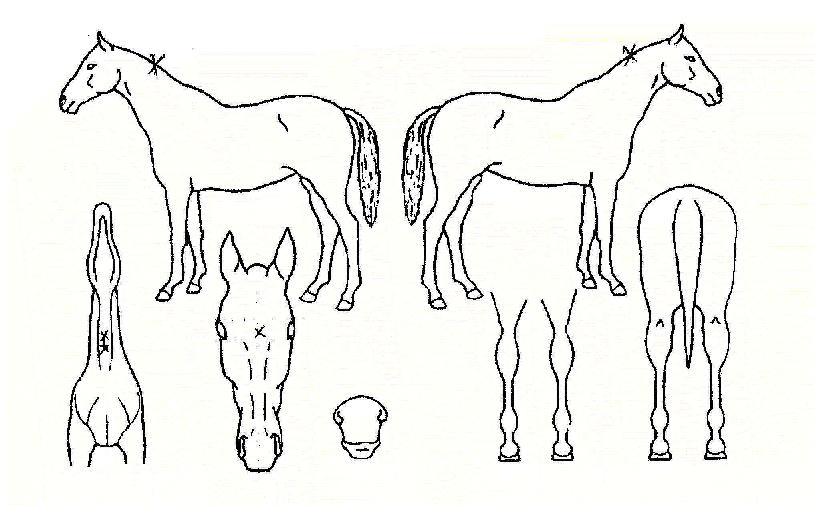 �ְ�ġ�� ����,���,�޸�,�λ�,�ٸ��� Ư¡����