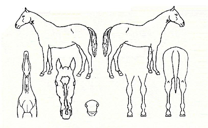 ���������� ����,���,�޸�,�λ�,�ٸ��� Ư¡����