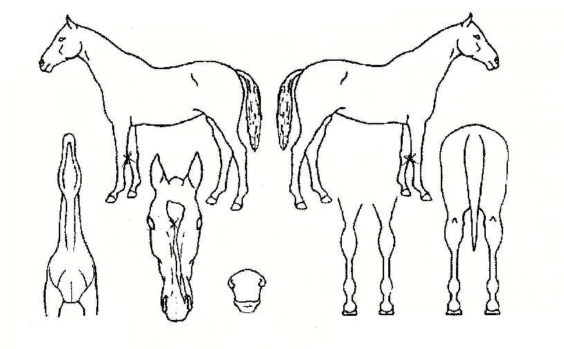 ÅäÁ¾°ÅÆ÷ÀÇ Ãø¸é,¿ì¸é,µÞ¸é,µÎ»ó,´Ù¸®ÀÇ Æ¯Â¡µµÇØ