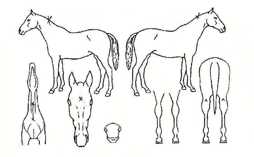 �����Ǽ����� ����,���,�޸�,�λ�,�ٸ��� Ư¡����