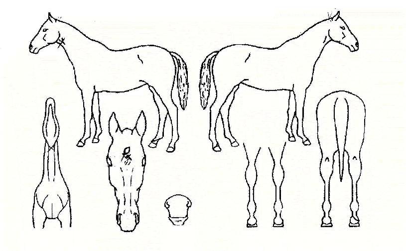 ���߷��� ����,���,�޸�,�λ�,�ٸ��� Ư¡����