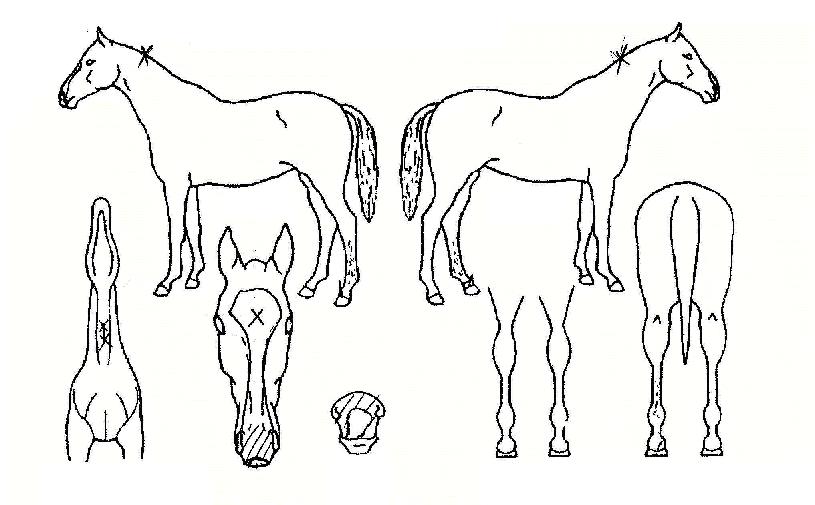 �츮������ ����,���,�޸�,�λ�,�ٸ��� Ư¡����