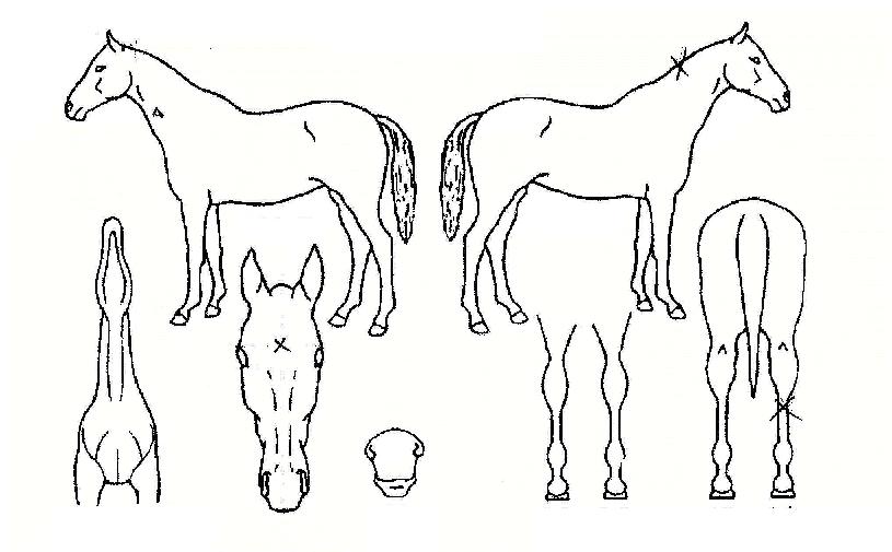 ¼öÆÛ¾Ö·Î¿ìÀÇ Ãø¸é,¿ì¸é,µÞ¸é,µÎ»ó,´Ù¸®ÀÇ Æ¯Â¡µµÇØ