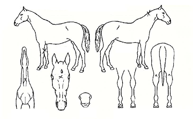 ��̸����� ����,���,�޸�,�λ�,�ٸ��� Ư¡����