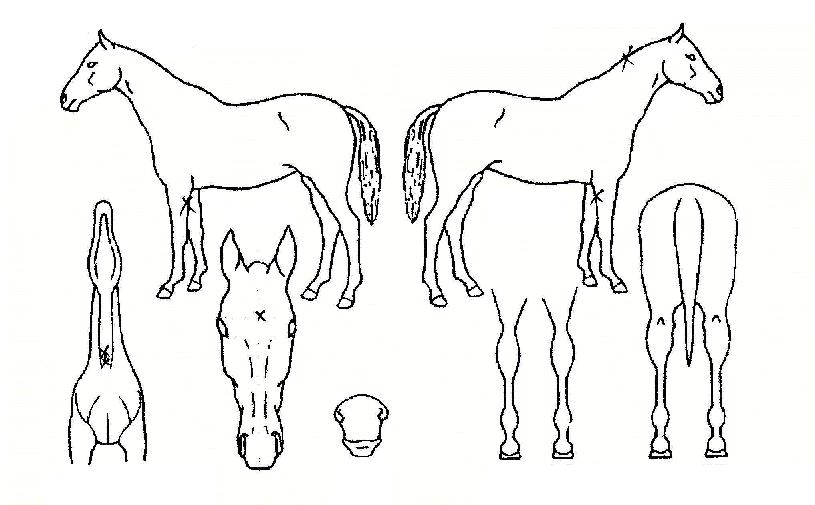 ÆòÈÀÇ»êÀÇ Ãø¸é,¿ì¸é,µÞ¸é,µÎ»ó,´Ù¸®ÀÇ Æ¯Â¡µµÇØ