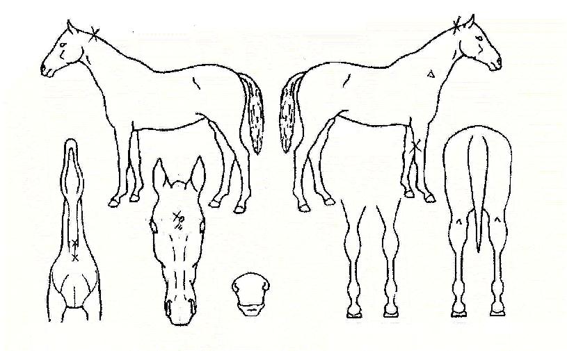 �긶���� ����,���,�޸�,�λ�,�ٸ��� Ư¡����