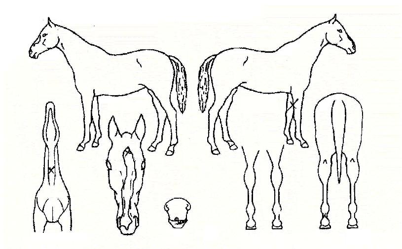 �������� ����,���,�޸�,�λ�,�ٸ��� Ư¡����