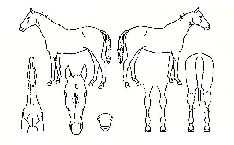 ÆäºíºñÄ¡ÀÚ¸¶ÀÇ Ãø¸é,¿ì¸é,µÞ¸é,µÎ»ó,´Ù¸®ÀÇ Æ¯Â¡µµÇØ