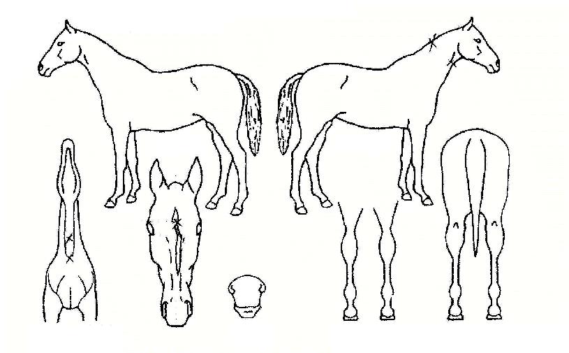 ���븮�� ����,���,�޸�,�λ�,�ٸ��� Ư¡����