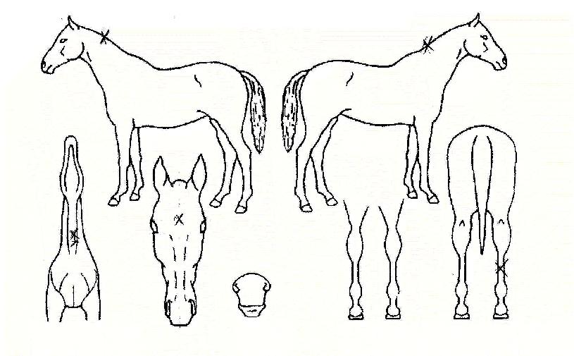 ������� ����,���,�޸�,�λ�,�ٸ��� Ư¡����