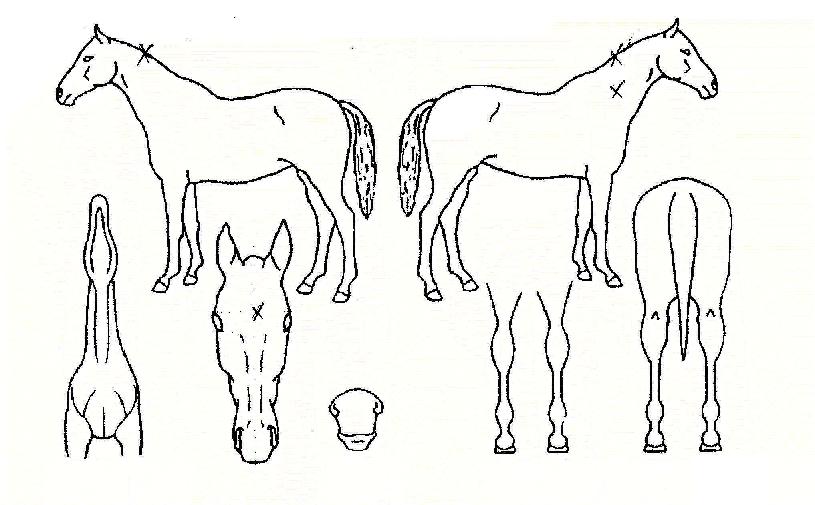 ž�귣���� ����,���,�޸�,�λ�,�ٸ��� Ư¡����