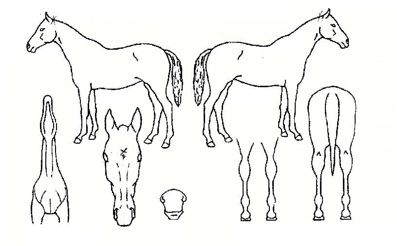 ¿ª°æ±Øº¹ÀÇ Ãø¸é,¿ì¸é,µÞ¸é,µÎ»ó,´Ù¸®ÀÇ Æ¯Â¡µµÇØ