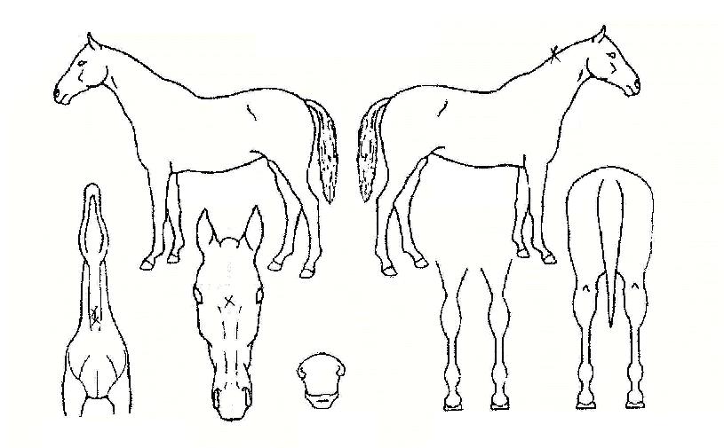 ÇÁ¶ó¿ìµåºäƼÀÇ Ãø¸é,¿ì¸é,µÞ¸é,µÎ»ó,´Ù¸®ÀÇ Æ¯Â¡µµÇØ