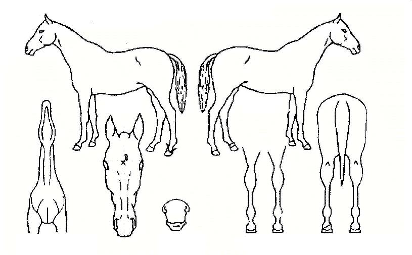 ���������� ����,���,�޸�,�λ�,�ٸ��� Ư¡����