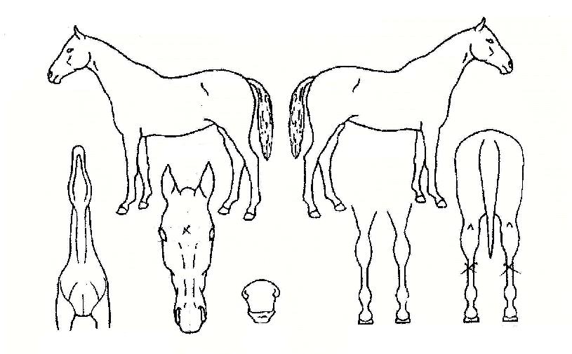 ��ġ������ ����,���,�޸�,�λ�,�ٸ��� Ư¡����