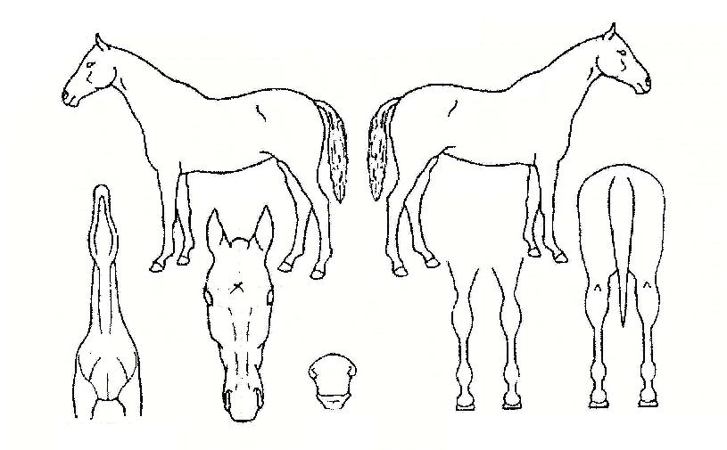 Á¤¾ÏºÀÀÇ Ãø¸é,¿ì¸é,µÞ¸é,µÎ»ó,´Ù¸®ÀÇ Æ¯Â¡µµÇØ