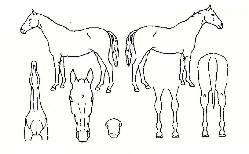 ¹ý·ûµµÀÇ Ãø¸é,¿ì¸é,µÞ¸é,µÎ»ó,´Ù¸®ÀÇ Æ¯Â¡µµÇØ