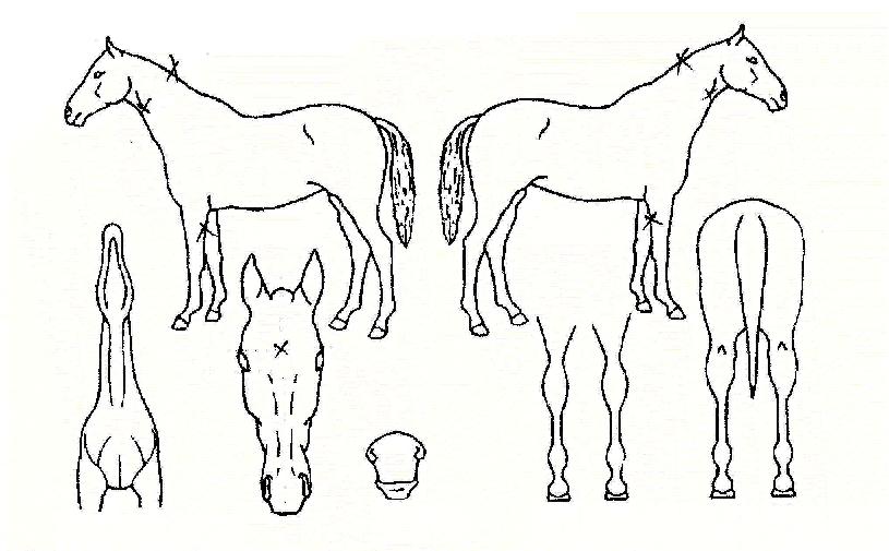 º¹ÁÖÀÇ Ãø¸é,¿ì¸é,µÞ¸é,µÎ»ó,´Ù¸®ÀÇ Æ¯Â¡µµÇØ