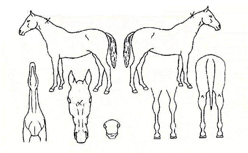 õ�󺸹��� ����,���,�޸�,�λ�,�ٸ��� Ư¡����