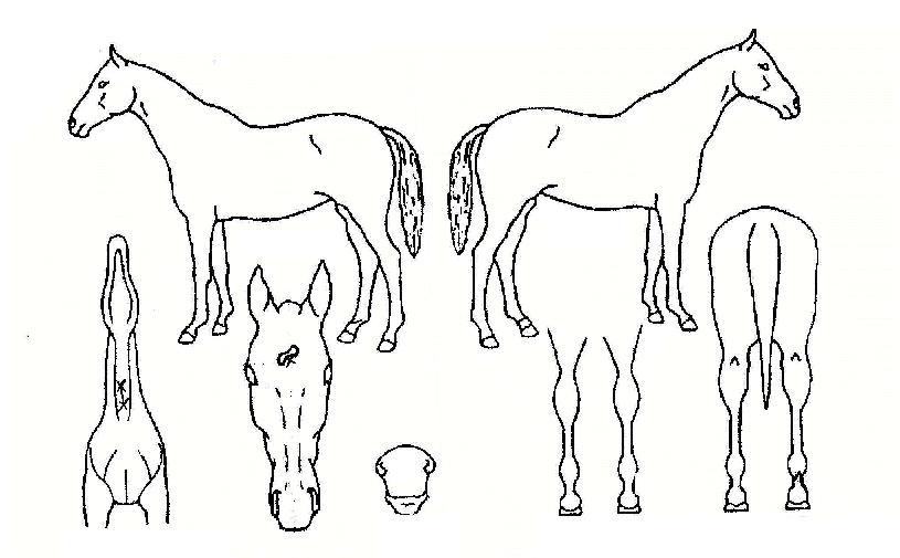 ¾Ö´Ï±ÂÀÇ Ãø¸é,¿ì¸é,µÞ¸é,µÎ»ó,´Ù¸®ÀÇ Æ¯Â¡µµÇØ