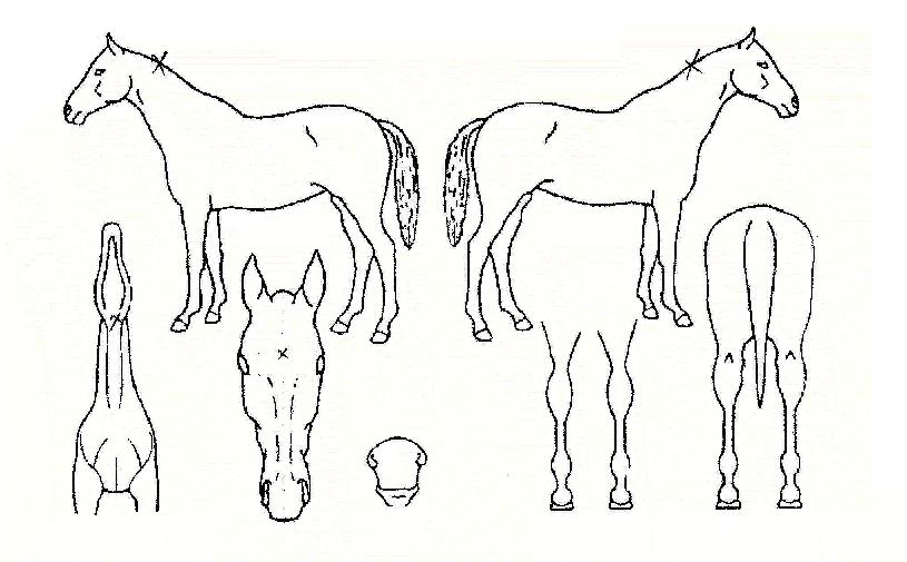 �ص������� ����,���,�޸�,�λ�,�ٸ��� Ư¡����