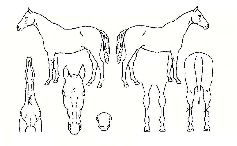 ȦÀοøÆÄÀ̺êÀÇ Ãø¸é,¿ì¸é,µÞ¸é,µÎ»ó,´Ù¸®ÀÇ Æ¯Â¡µµÇØ